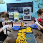 HTX Nông Lâm Nghĩa Tá, sản xuất trà hoa vàng, sử dụng MST50GD