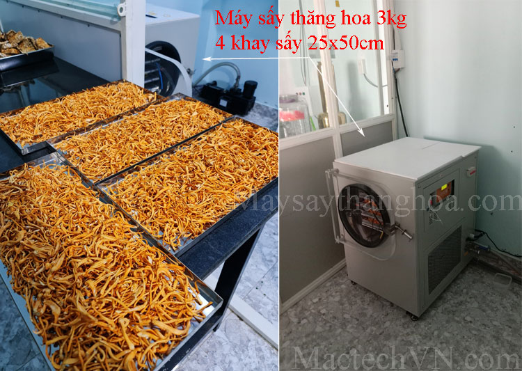 máy sấy thăng hoa 3kg sử dụng tại yến sào hồng hường