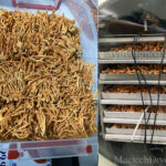 sản xuất nấm đông trùng hạ thảo tại Đông dược cửu long, sử dụng máy sấy thăng hoa 5kg Producing cordyceps mushrooms at Cuu Long Oriental Medicine, using a 5kg freeze dryer of mactech vietnam