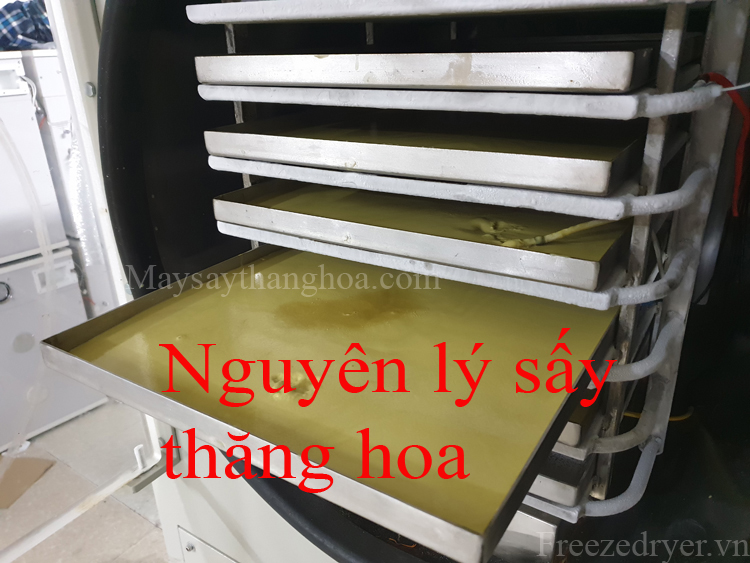 nguyên lý sấy thăng hoa, sấy đông khô