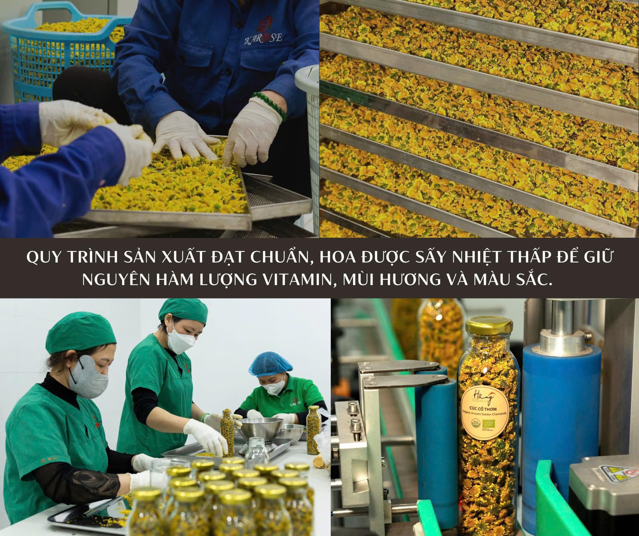 sấy trà hoa cúc cổ Hằng organic