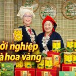 Khởi nghiệp từ trà hoa vàng – Hướng đi bền vững trong trồng trọt