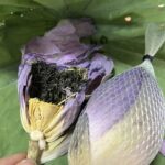 cách sấy khô chè sen, trà ướp sen nguyên bông, sử dụng máy sấy thăng hoa