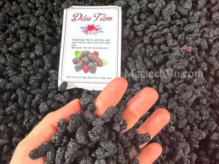 Giải pháp máy sấy dâu tằm – hướng đi hiệu quả để kinh doanh dâu tằm sấy khô