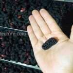 Giải pháp máy sấy dâu tằm – hướng đi hiệu quả để kinh doanh dâu tằm sấy khô