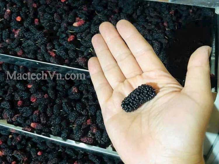 Giải pháp máy sấy dâu tằm – hướng đi hiệu quả để kinh doanh dâu tằm sấy khô