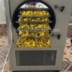 Sấy khô hoa trà vàng như nào, tìm hiểu cách sấy hiệu quả