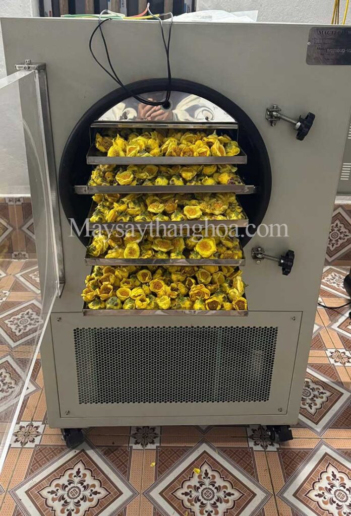 máy sấy trà hoa vàng