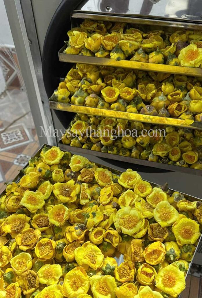 cách sấy khô trà hoa vàng