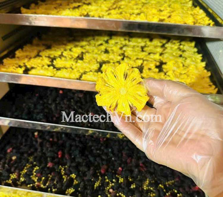 Tủ sấy nhiệt 100°C – Giải pháp tối ưu cho sấy rau củ, nông sản, thảo dược và thịt khô