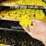 Tủ sấy nhiệt 100°C – Giải pháp tối ưu cho sấy rau củ, nông sản, thảo dược và thịt khô